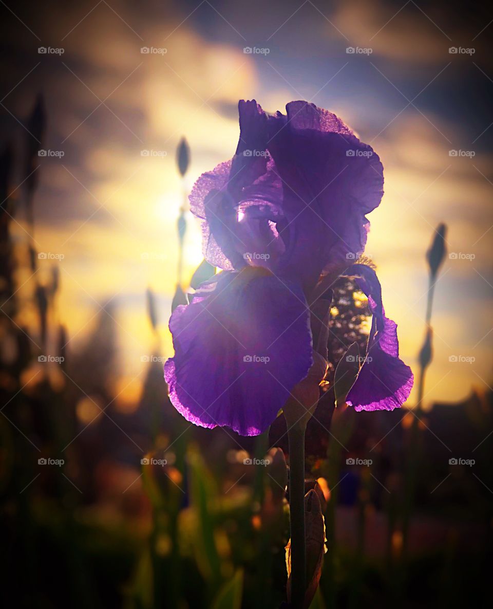 Iris at sunset