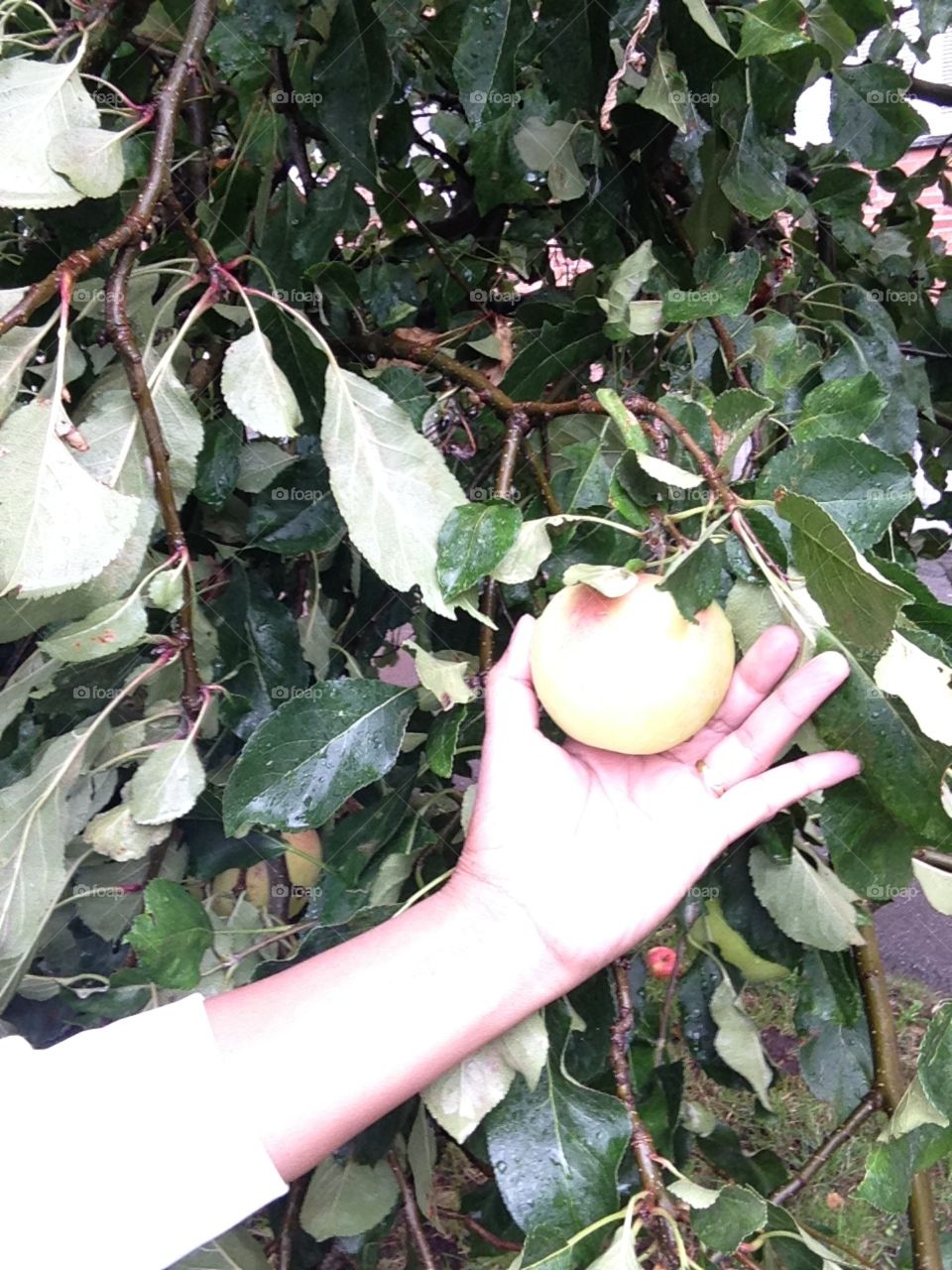 Apple tree in our backyard is almost over ripe and not so much neighbor eating it.Hmmm i can use it for my apple cake.
