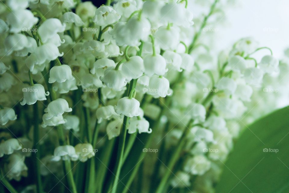 Isolated closeup of lily of the valley blossoms against a white background in natural light