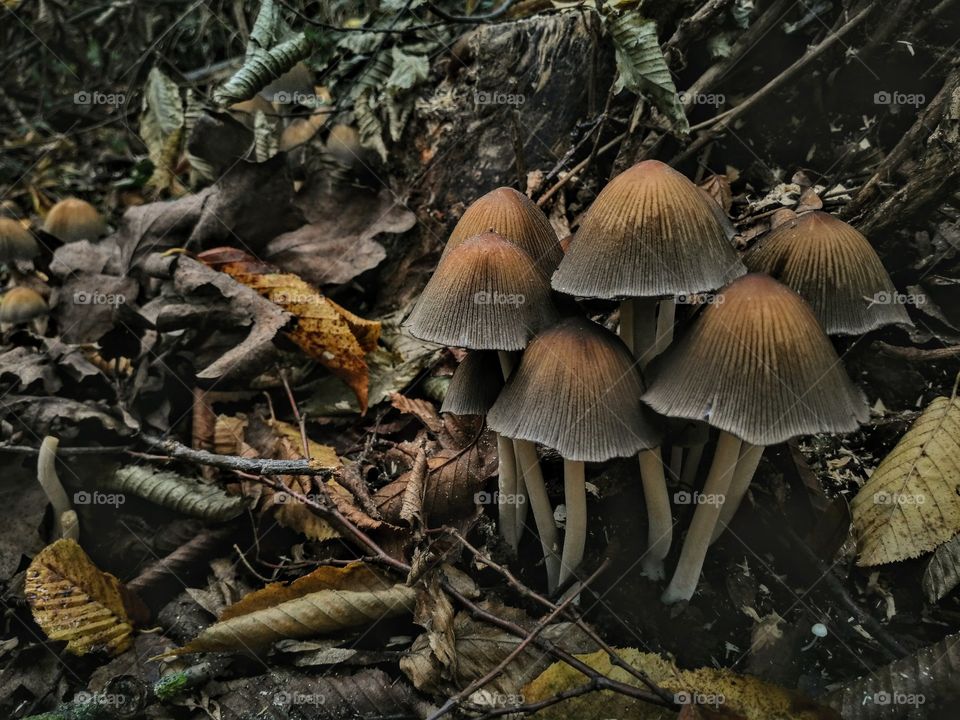 Mushroom family in the forest in fall