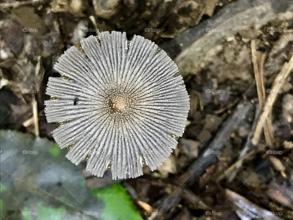 Bug on a mushroom- Woods Run