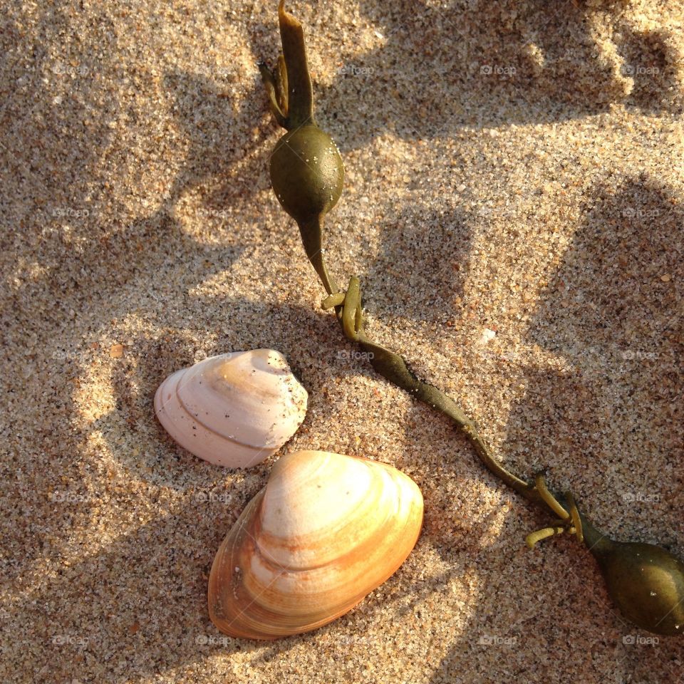 Beach shells