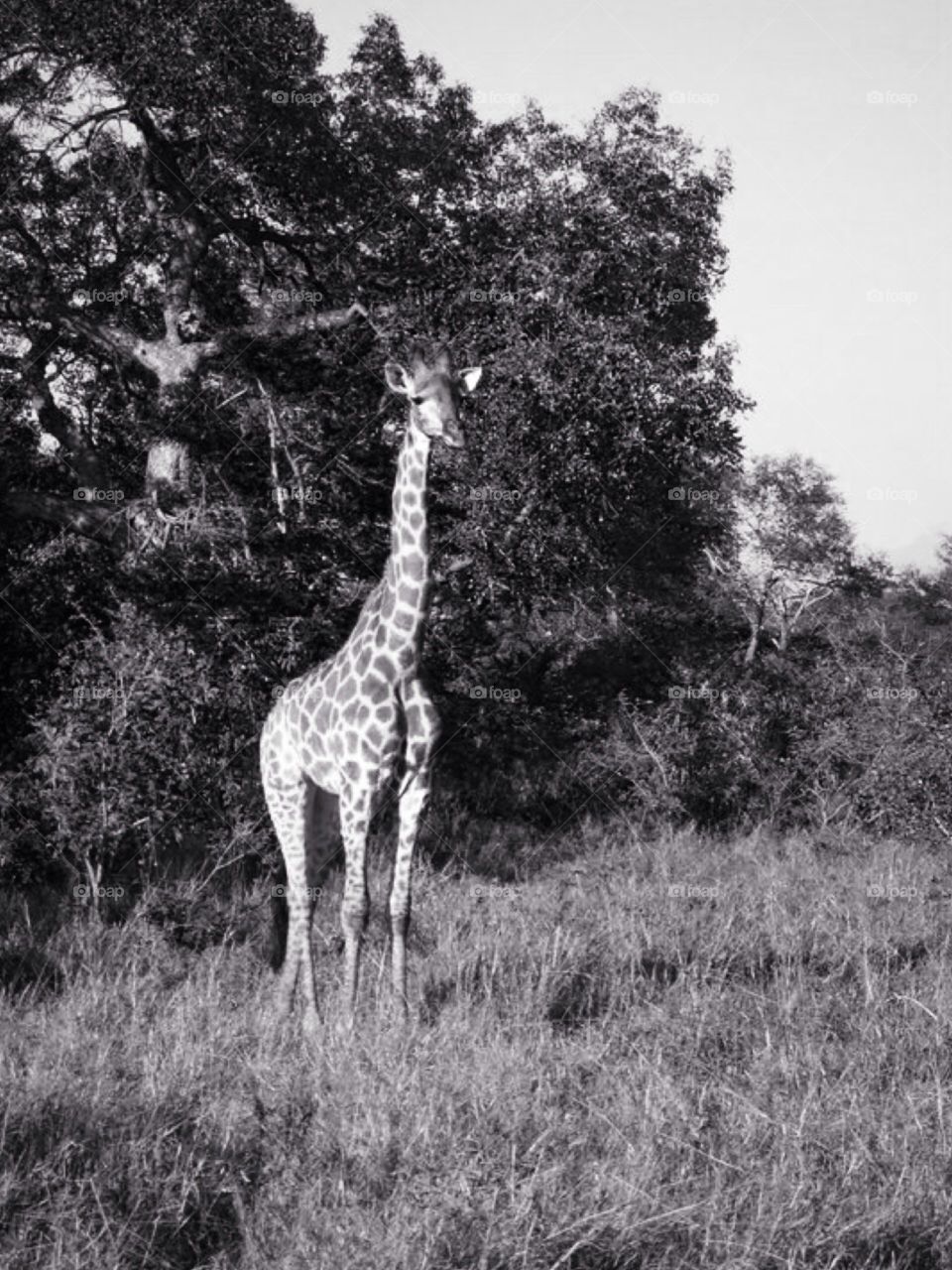 Giraffe. Safari at Kruger in South Africa