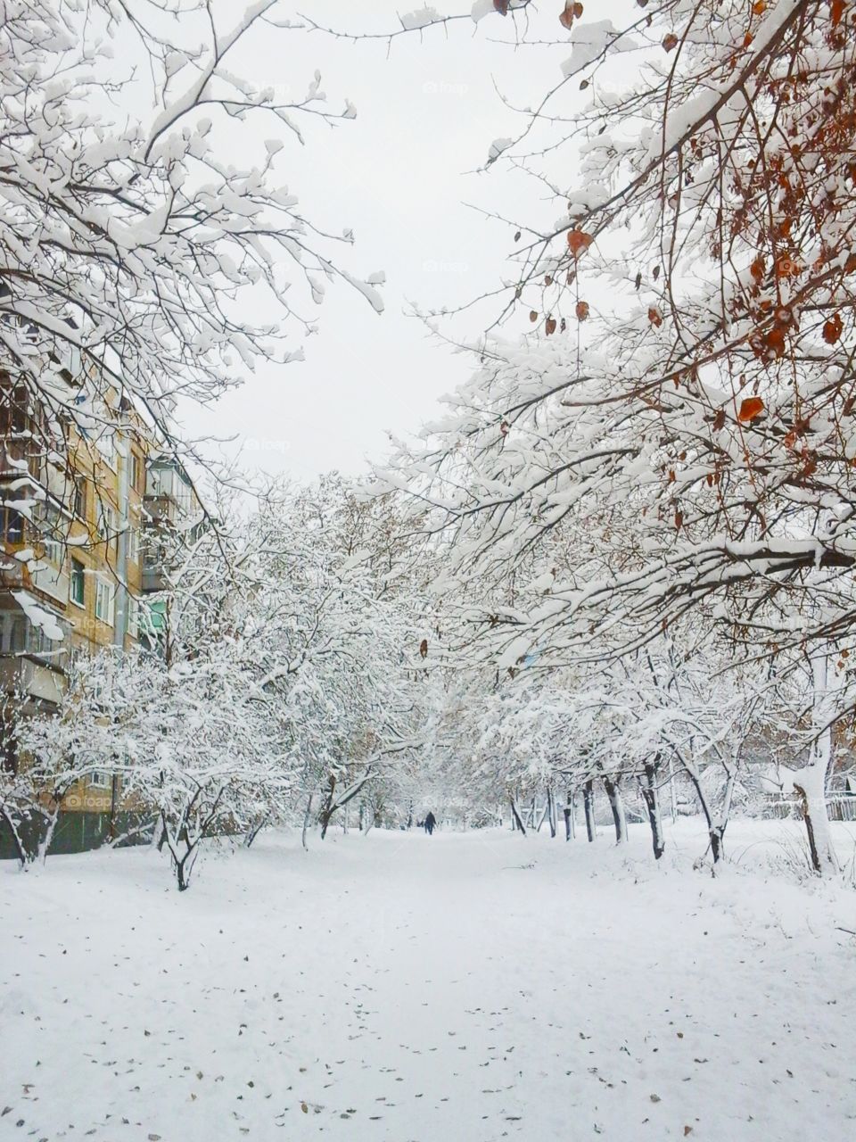 tree in snow