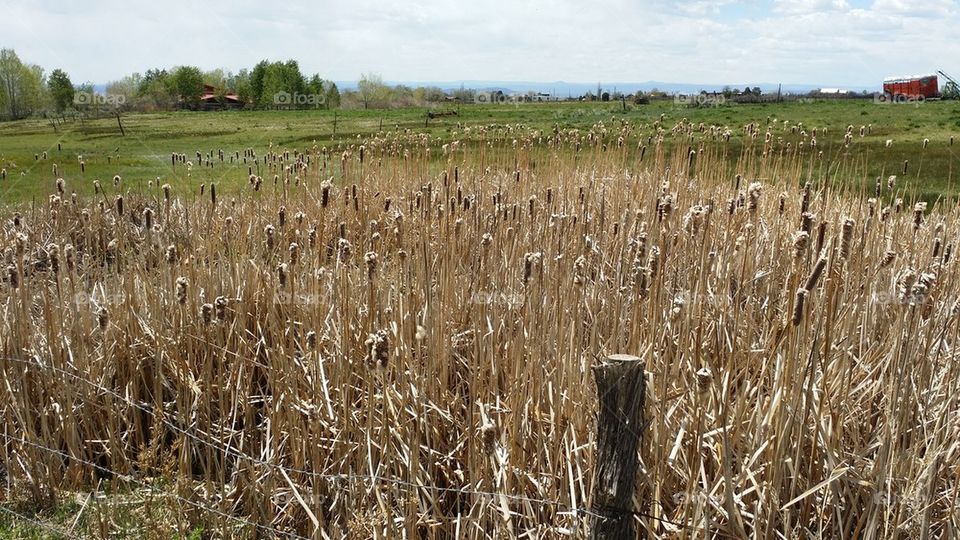 Cattails