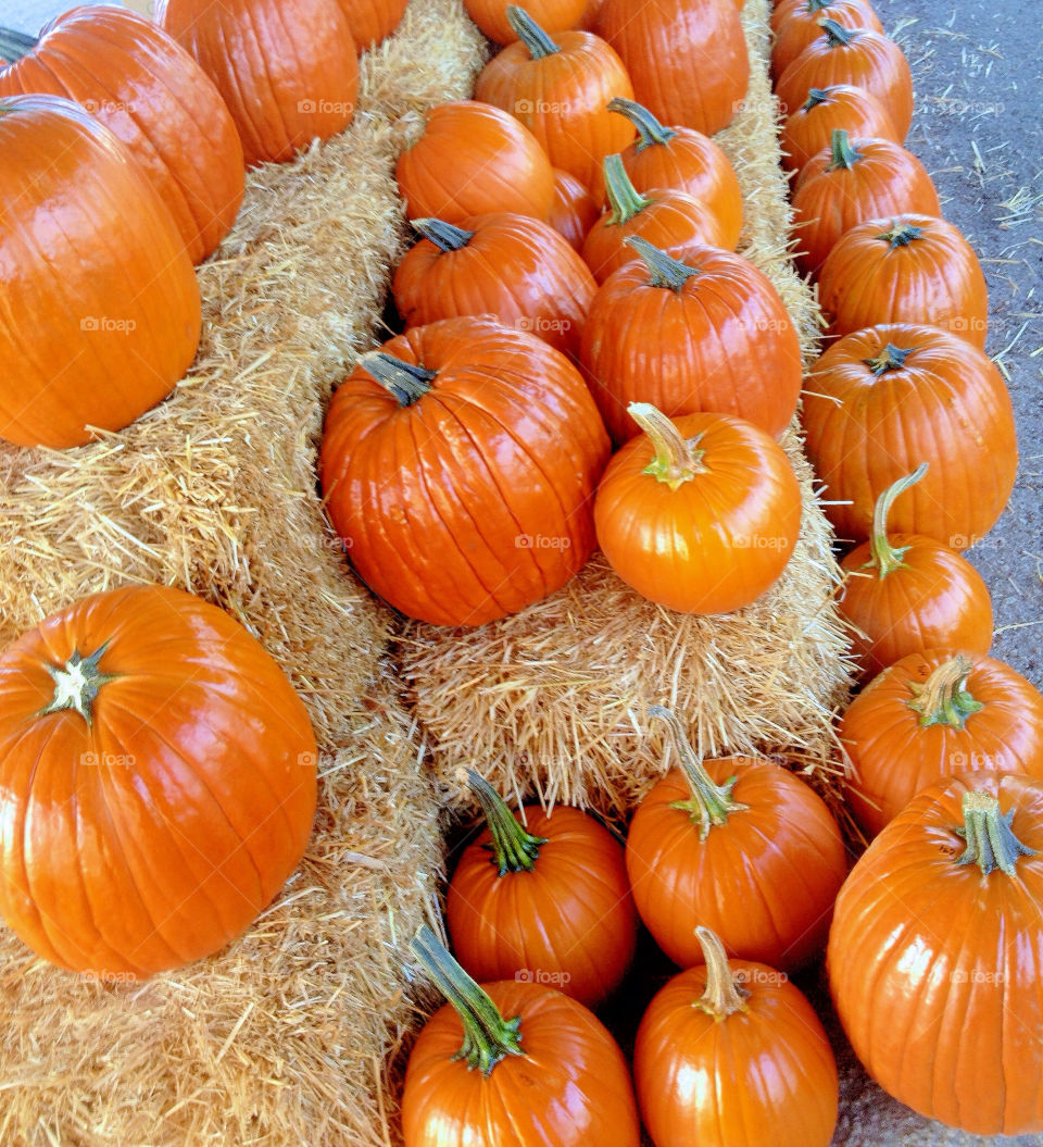 october fall autumn pumpkin by vickikl3