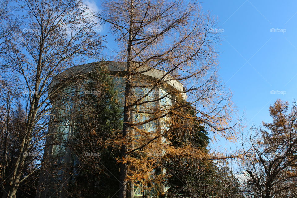 greenhouse building behind the trees