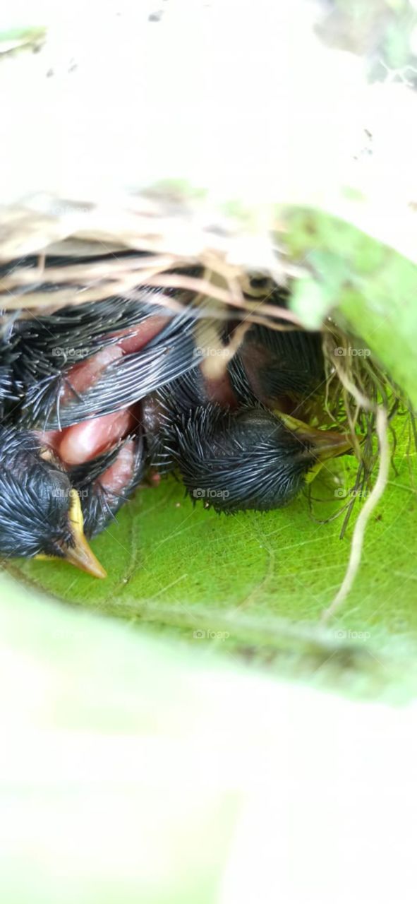 new born brids