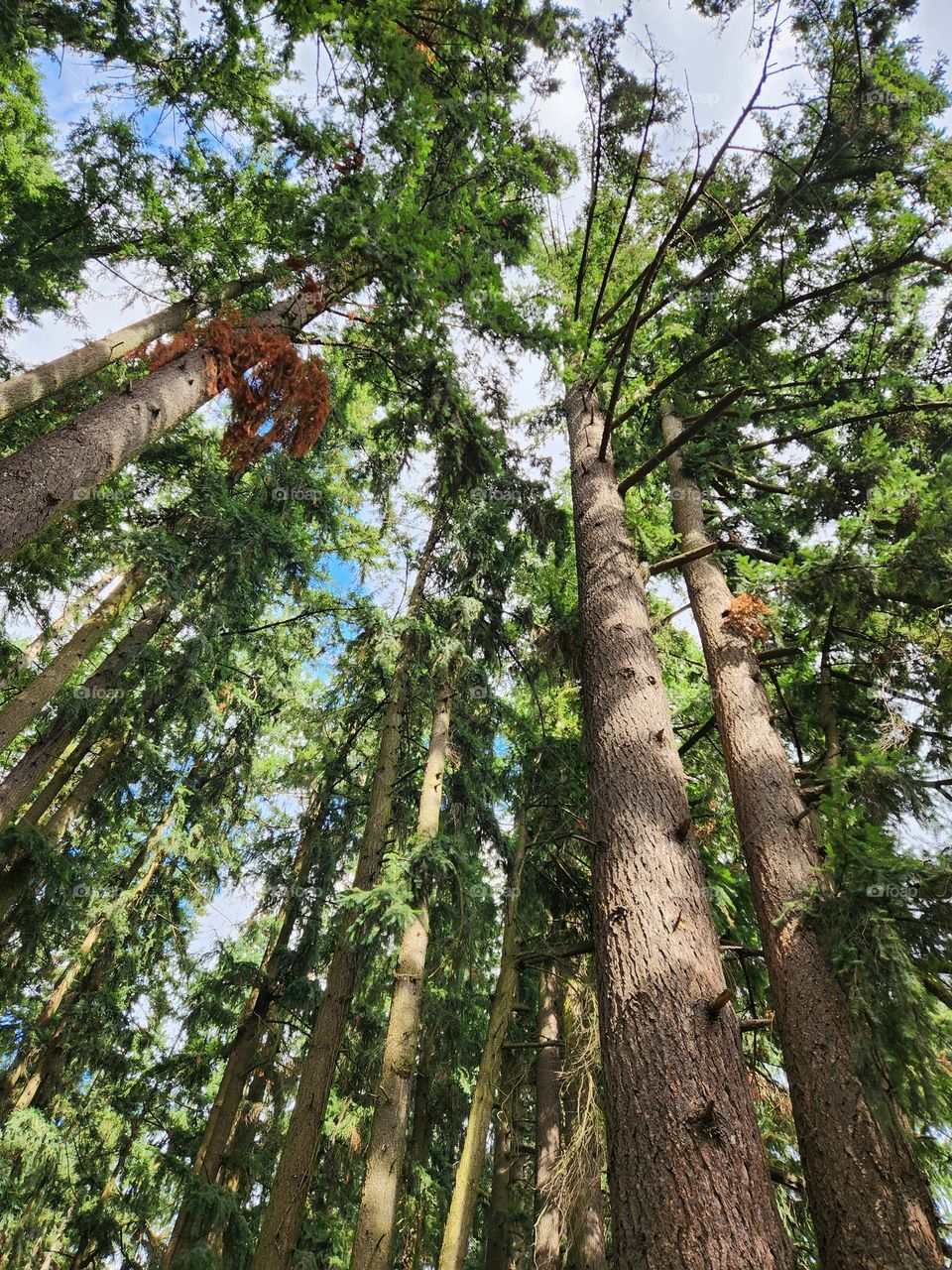 looking up into the green leafy branches of tall trees in an Oregon forest on a partially sunny afternoon in August