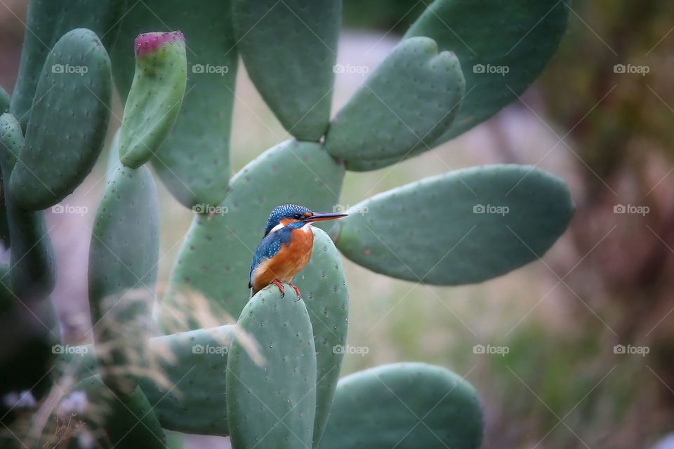 kingfisher perching on cactus