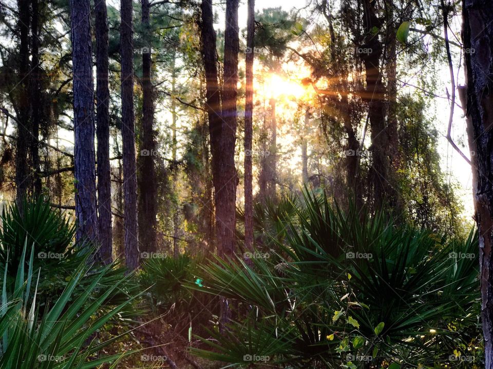 Sunrise in the forest