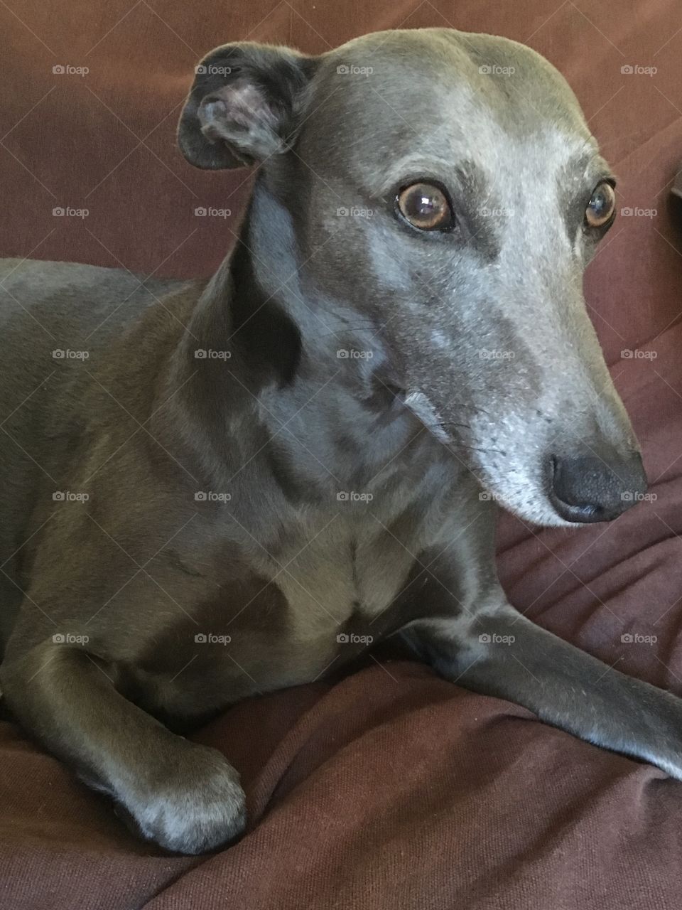 Libby the blue whippet lying on the sofa and relaxing while looking past the camera 