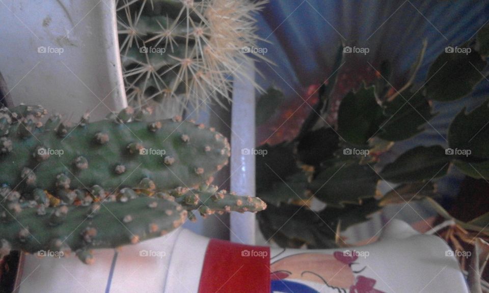 Cactus, Desert, Flower, No Person, Sharp