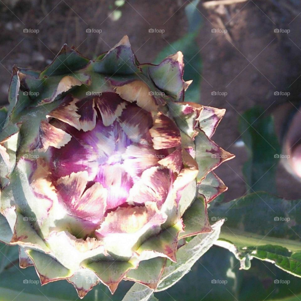 Cactus plant