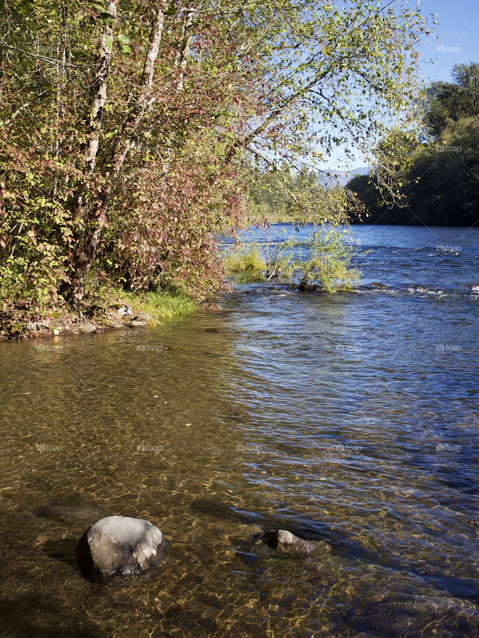 Clear blue waters of a river in Western Oregon with trees on its banks in fall colors of red and yellow on a sunny autumn day. 