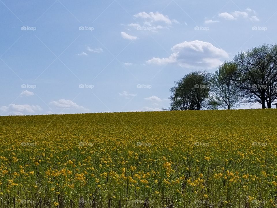 Spring prairie with trees