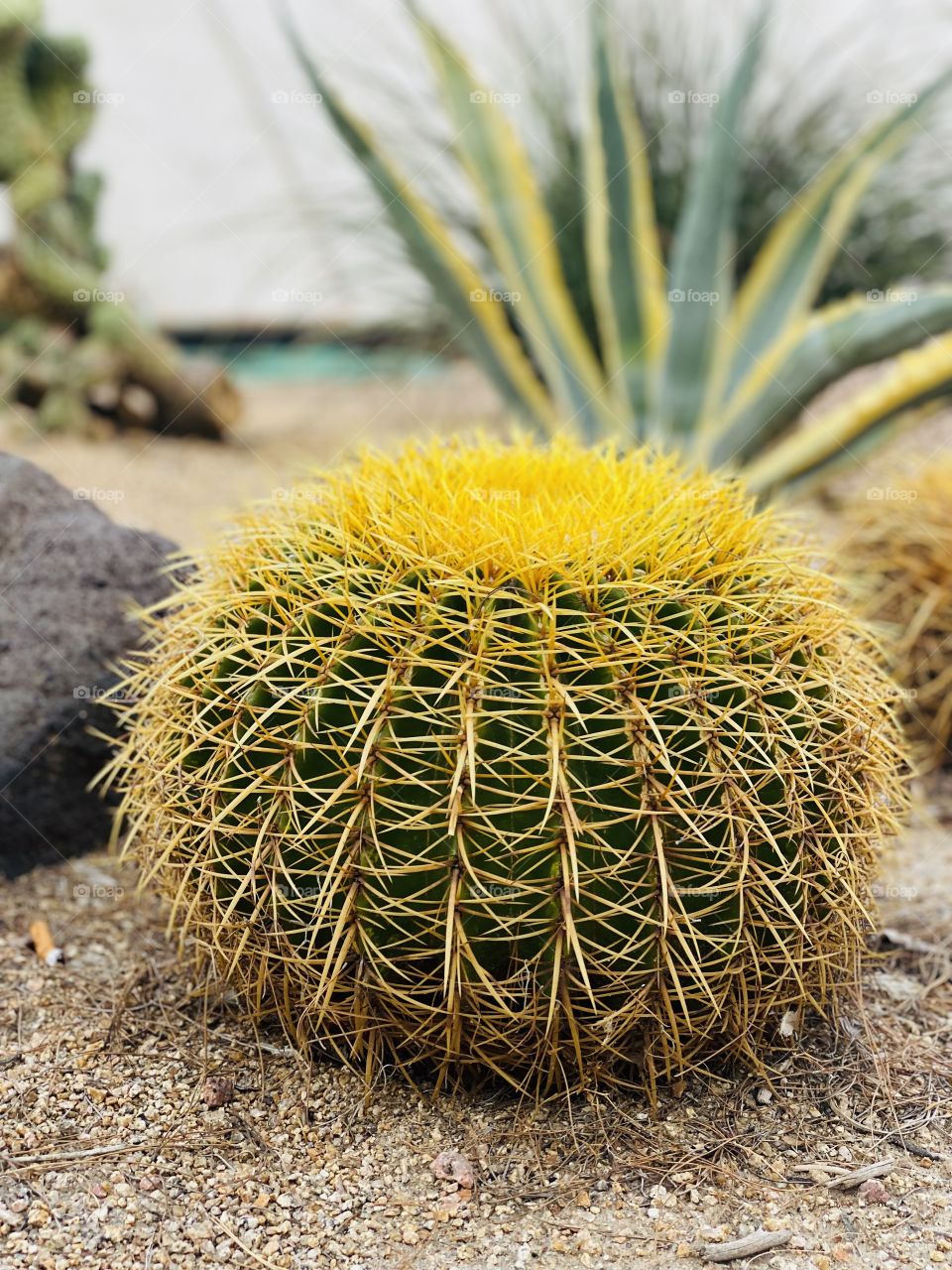 Yellow cactus 