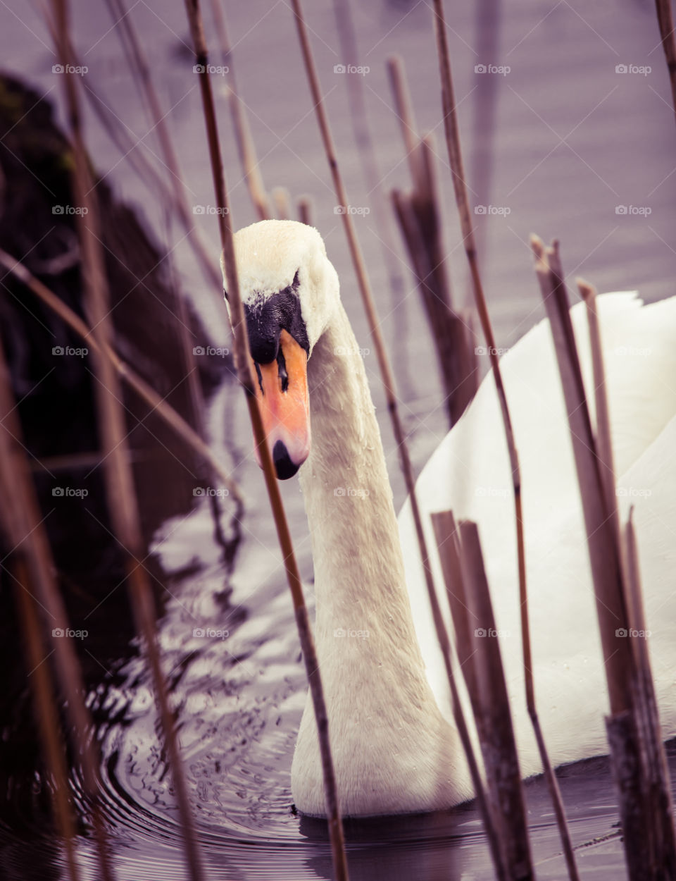 No Person, Wood, Bird, Outdoors, Nature