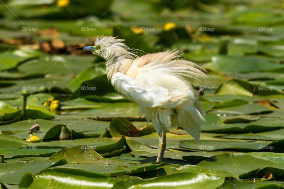 Squacco heron in Danube delta. Squacco heron standing on top of green lotus leaves in Danube Delta, Romania. Heron looks really fluffy and funny