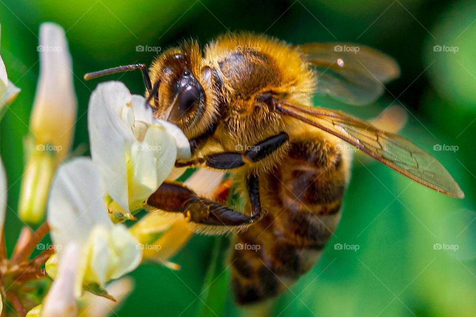 A bee at the clover flower