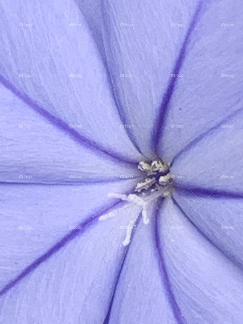 Plumbago Perfection In Periwinkle
