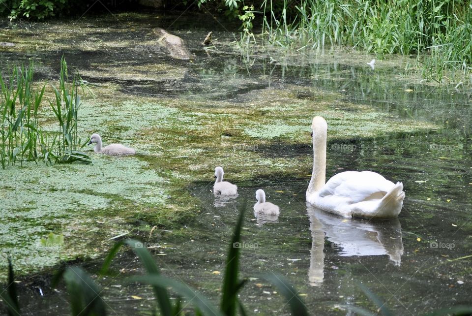 Swan and signets