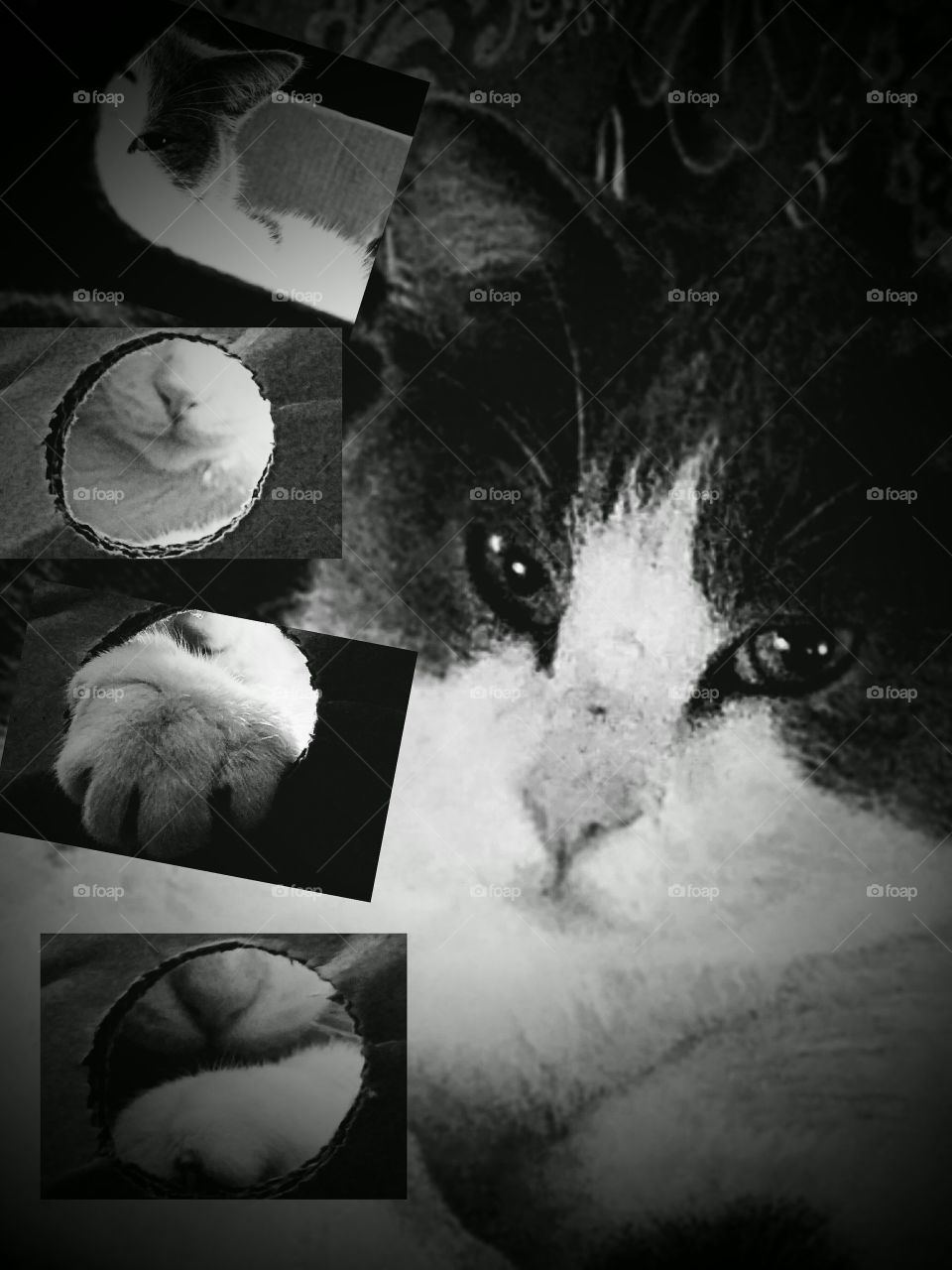 Playing with the cat