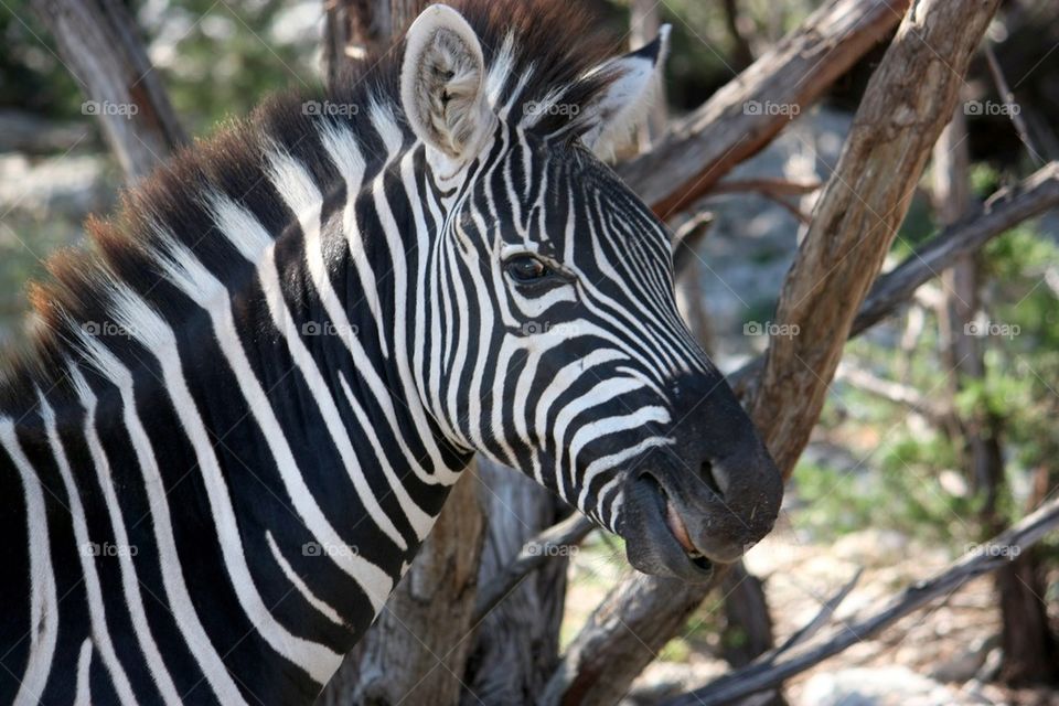 Zebra portrait