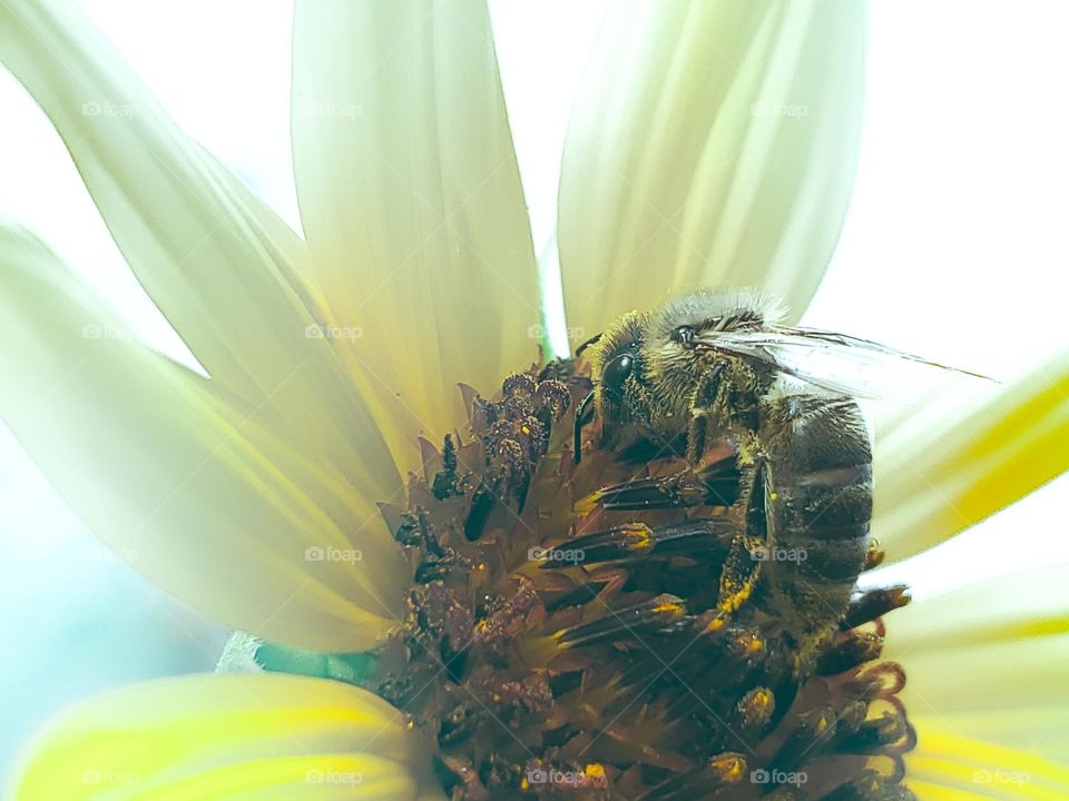 The super bright sunlight creates a unique style to this bee pollinator photo.