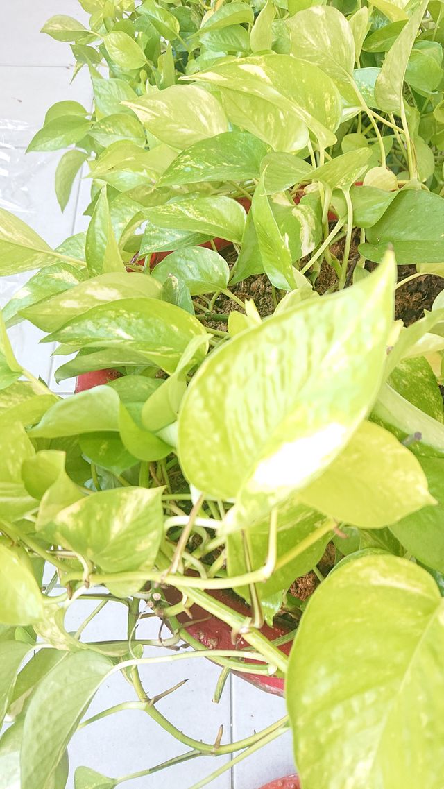 green plant