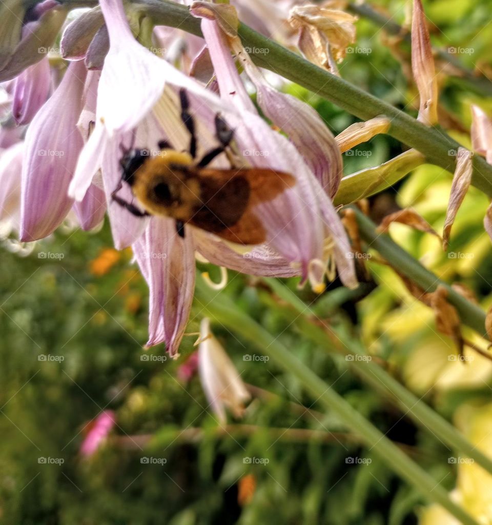 The Pollinator