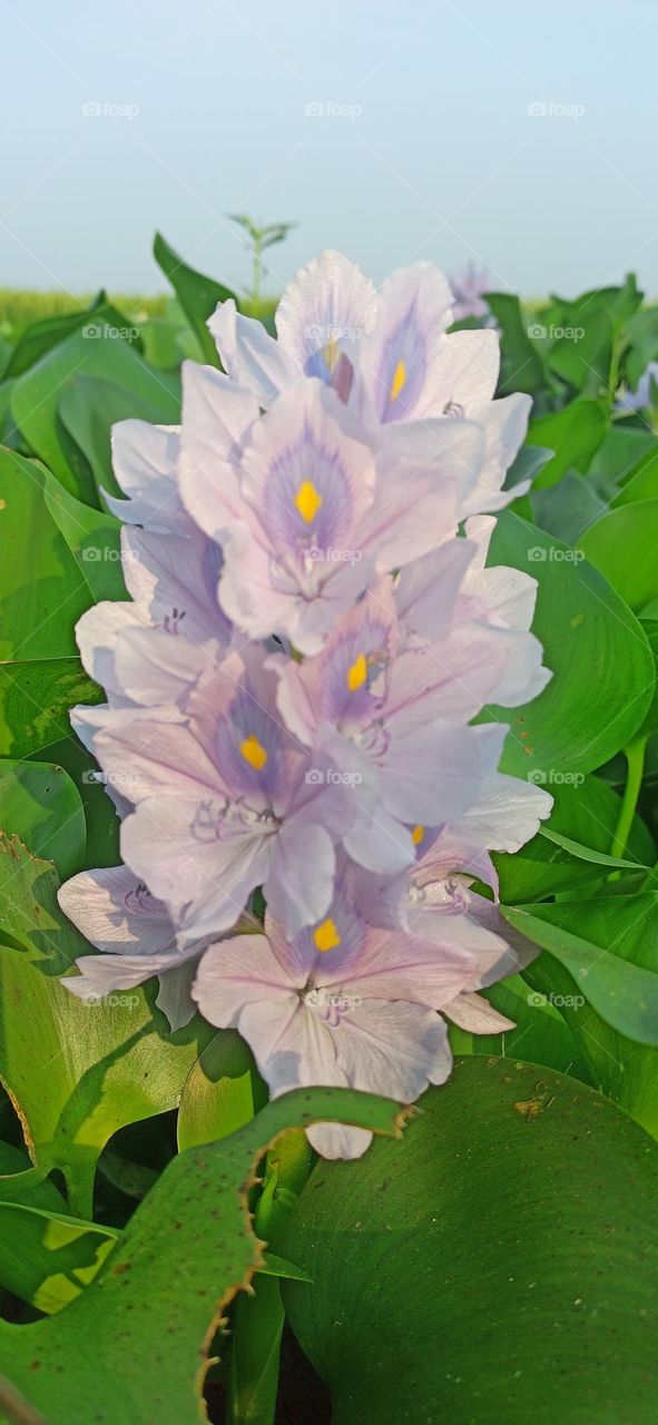 Water-hyacinth flowers