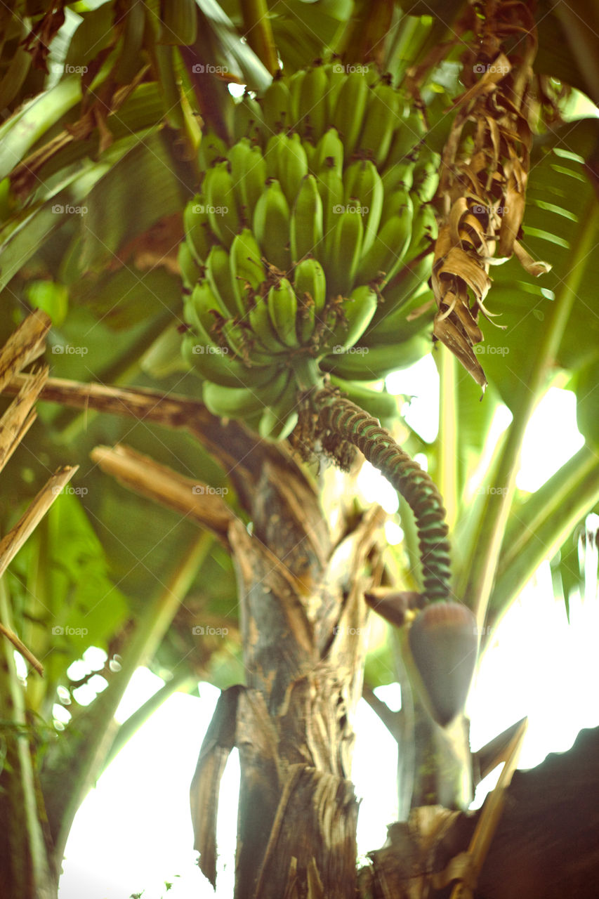 banana tree in Tanzania