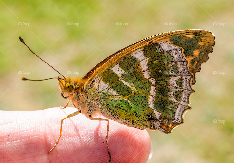 Butterfly close up. 