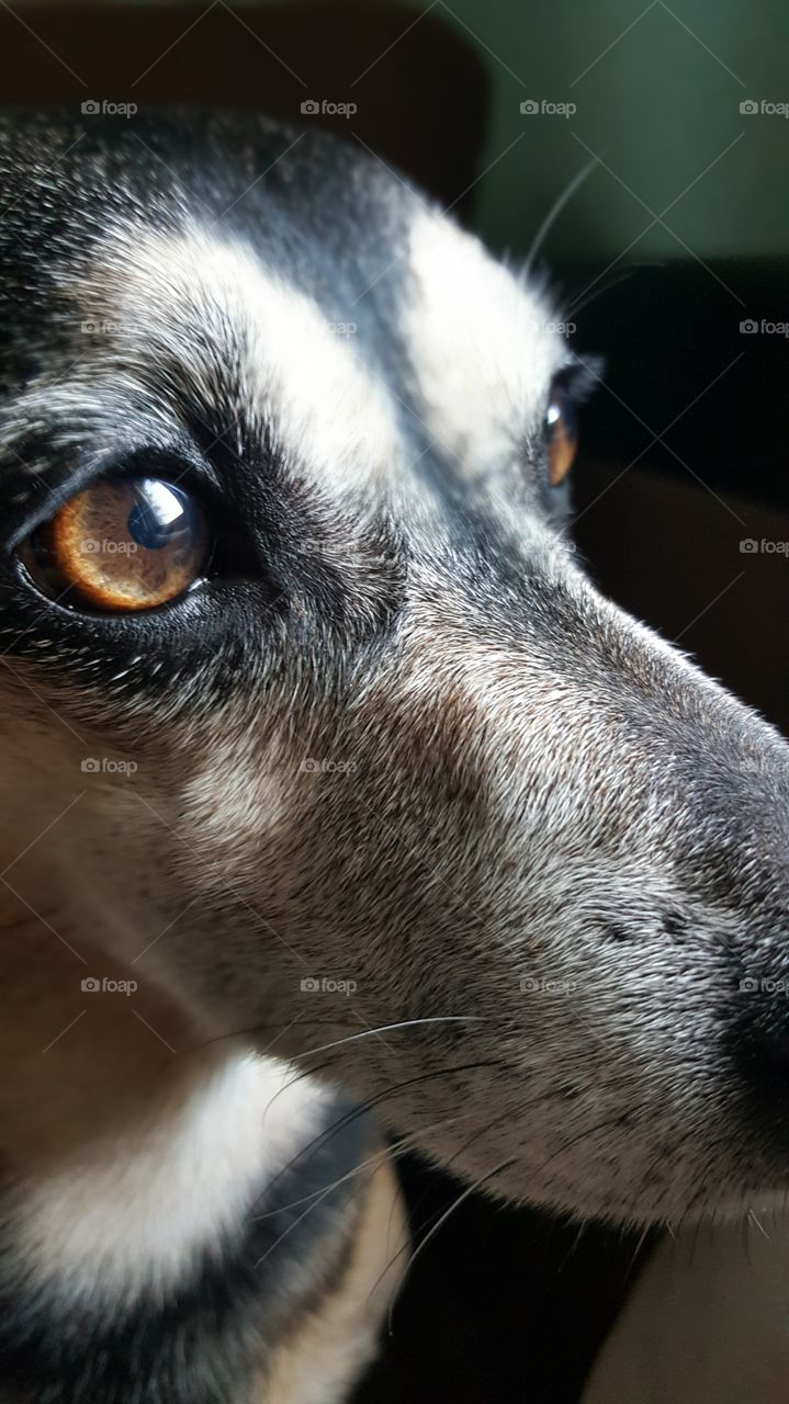 close up dog