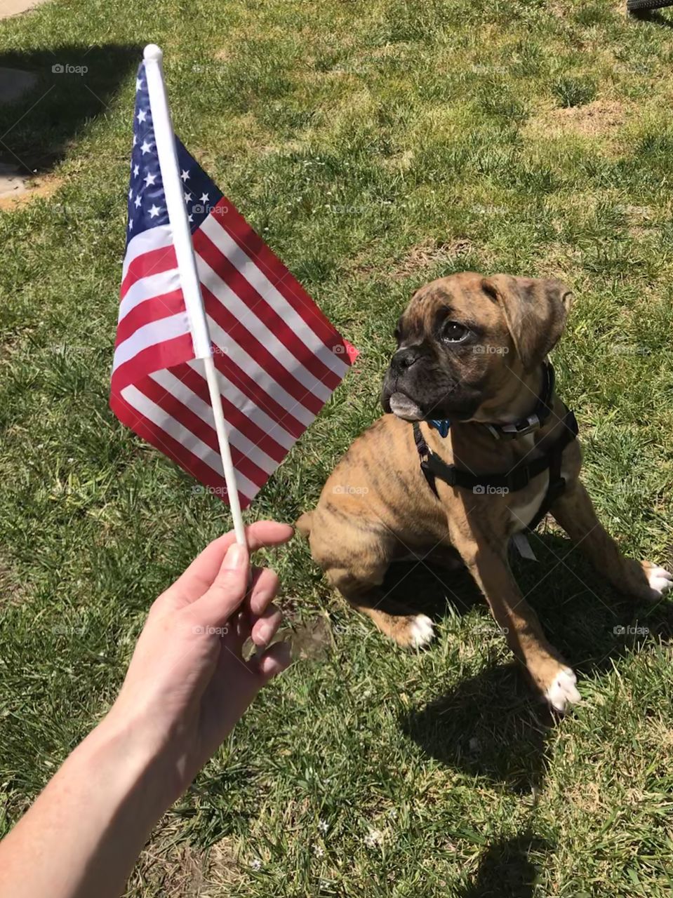 Holding the American flag next to my boxer puppy dog on a summers afternoon in July. USA, America 