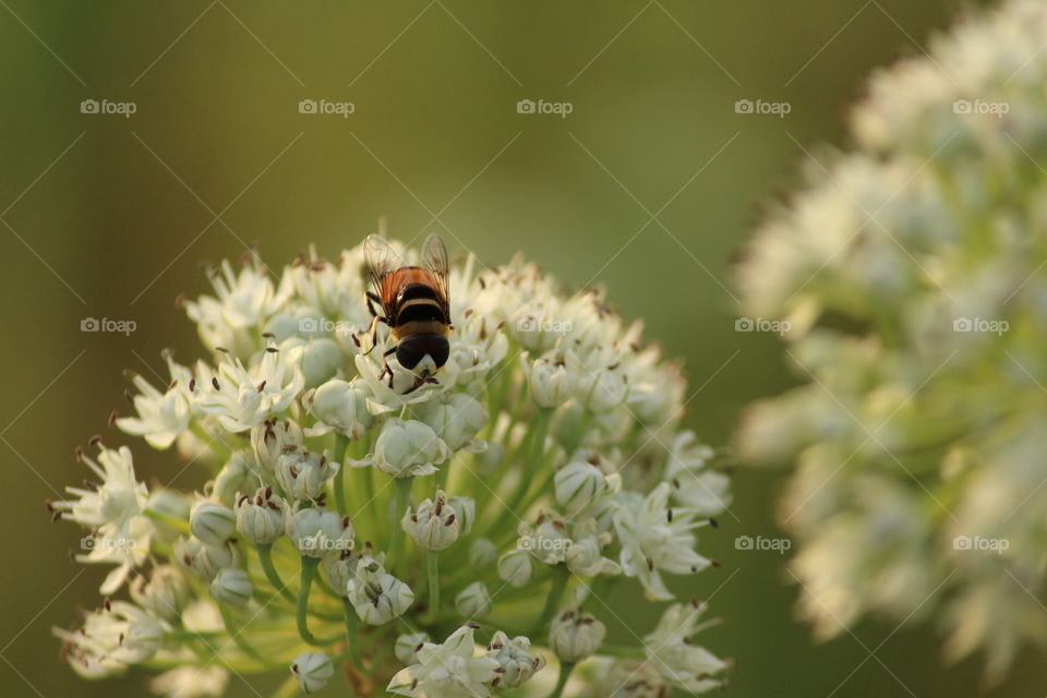 Bee pollinating on flowers