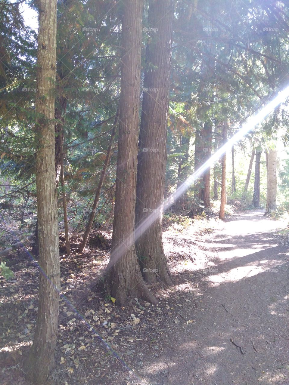 walking trail trees in light