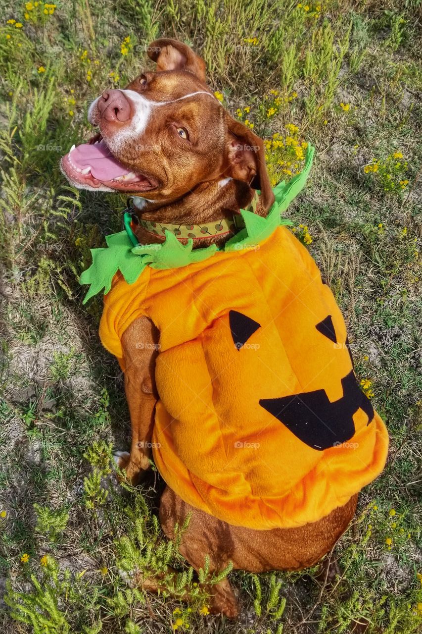 Olive the Halloween Pumpkin