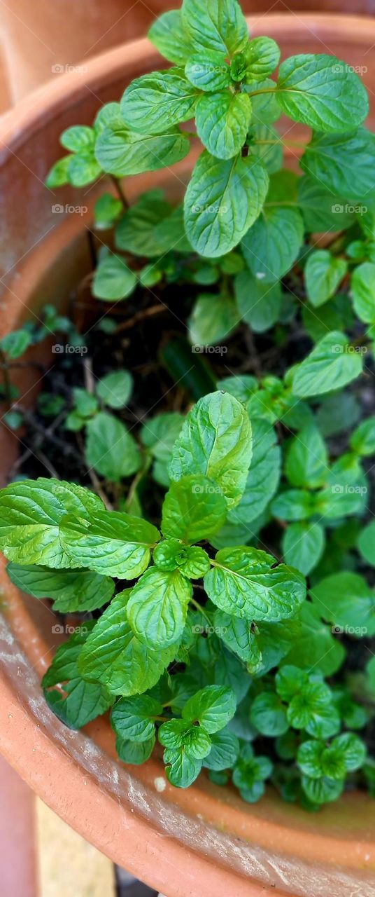 Menta chocolate