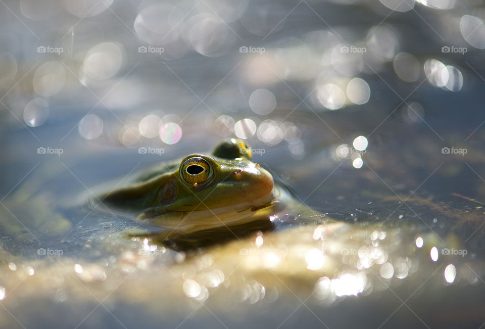 Green frog looking to camera