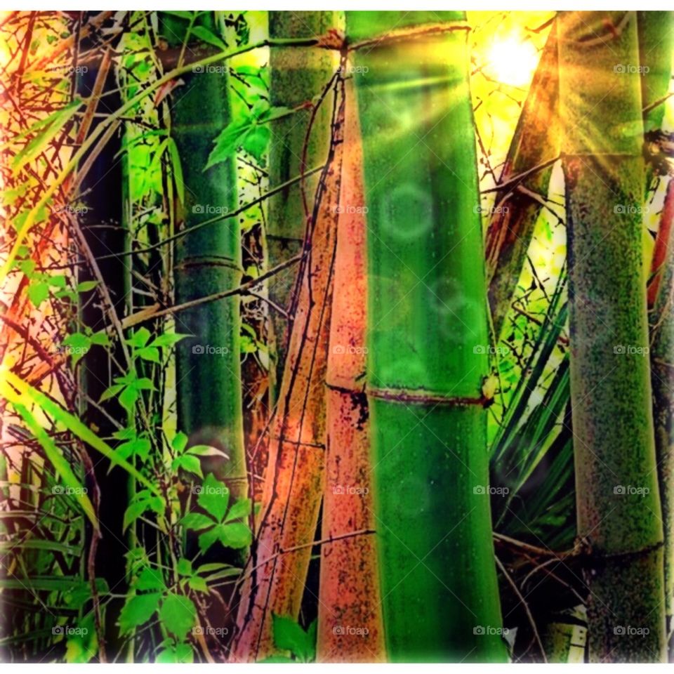 Bamboo beauty