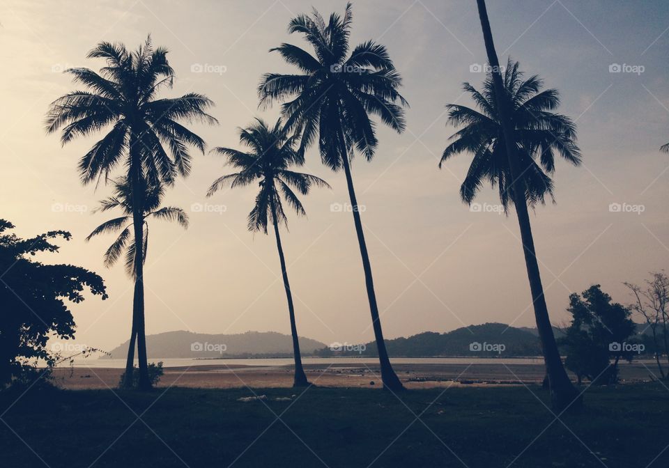 Coconut palms in Koh Samui island,Thailand 