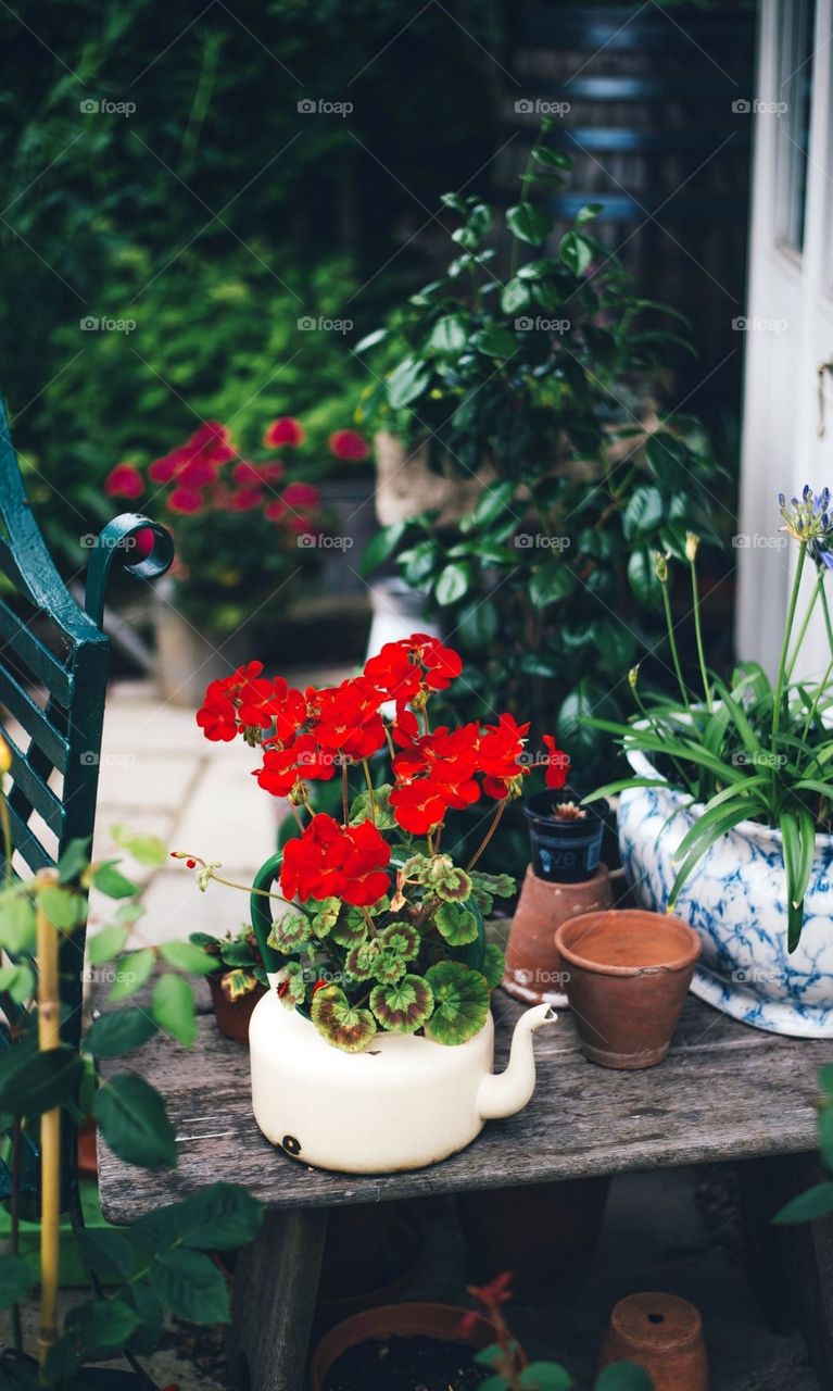 wundervolle Topfpflanze