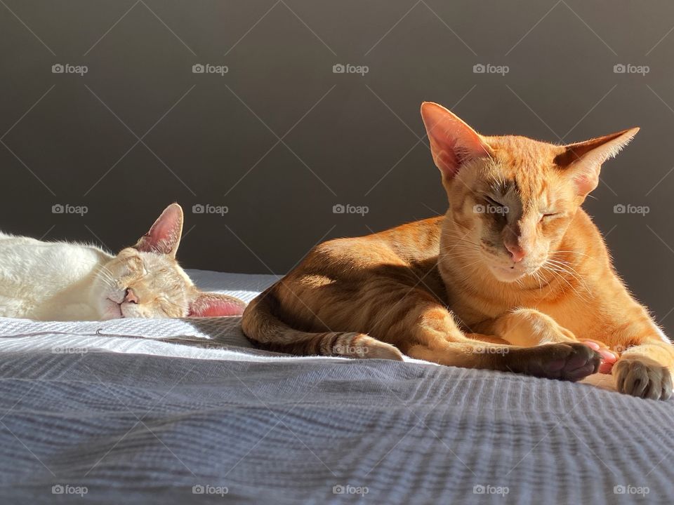 Two cats are sleeping on the bed 