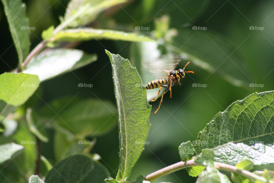 nature leaf fly wasp by fuinha