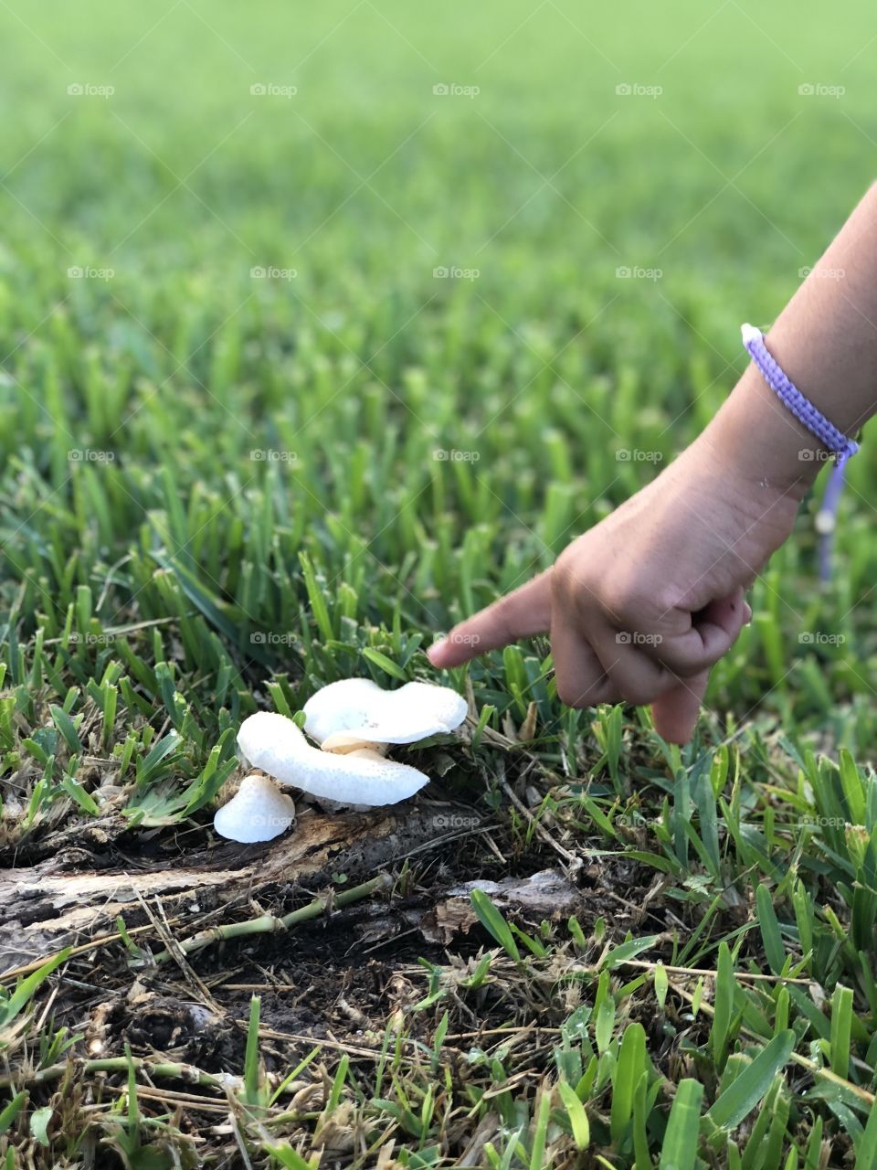A little girl has discovered a white mushroom cluster