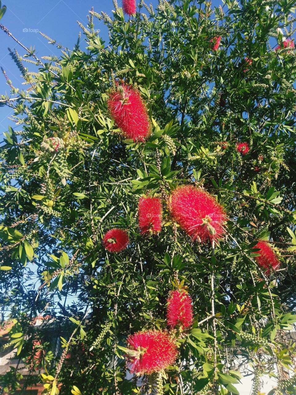 Red Flowers Outdoors.