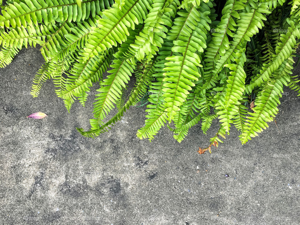 Green fern leaf on the floor