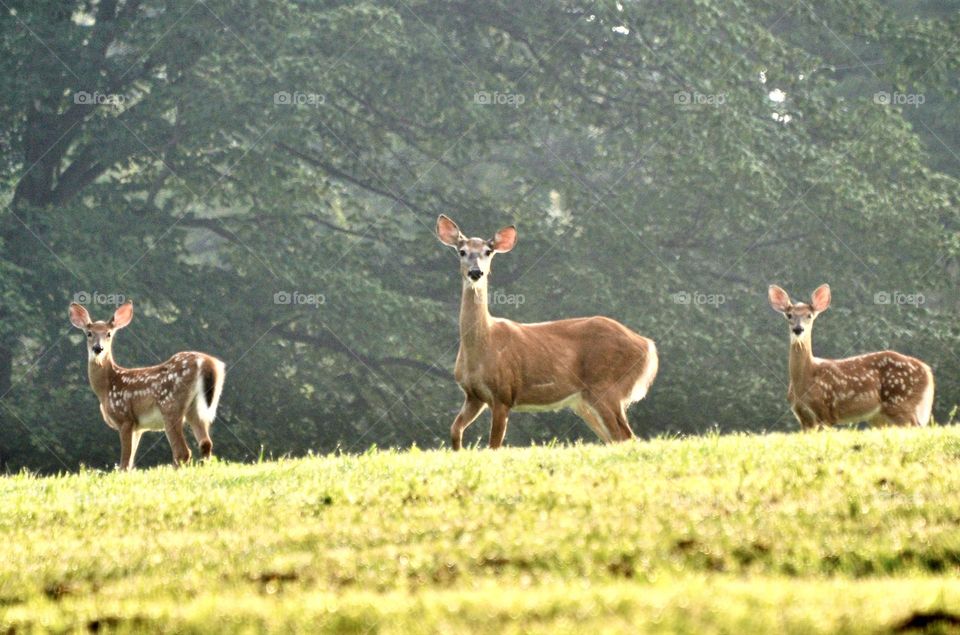 A mother deer and her two fawns